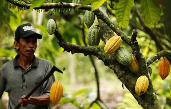 Pénurie de cacao et manque de chocolat cacao et rechauffement