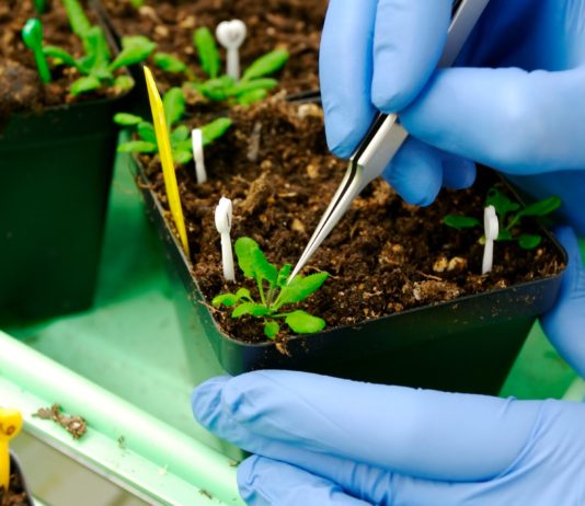 Des herbicides et des pesticides bio traitements naturels