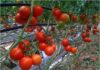 tomates hors sol