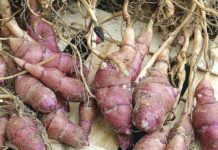 Le grand retour du topinambour topinambour légume racine