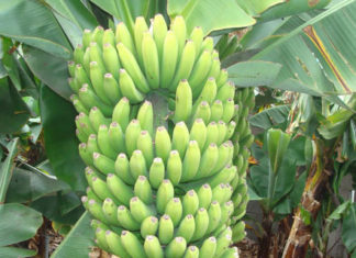 chlordecone contaminant banane