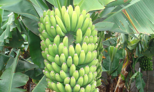 chlordecone contaminant banane