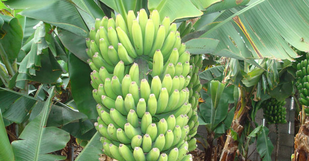 chlordecone contaminant banane