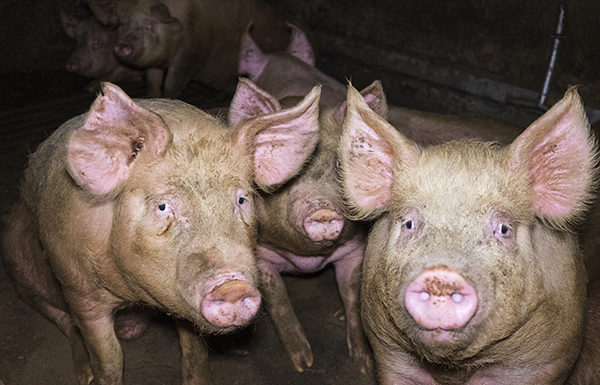 Jambon de Parme et élevage