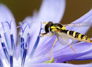 néonicotinoïdes pollinisateurs