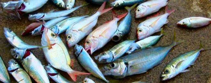 poissons pêche durable
