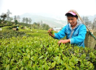 Le thé vert, antioxydant et contaminant the vert Chine