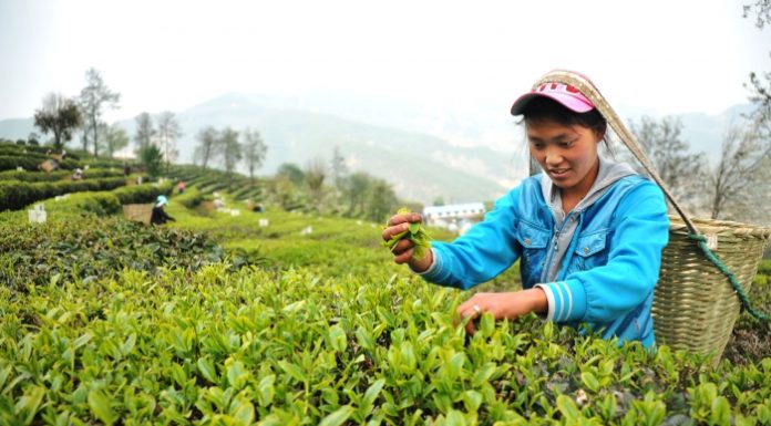Le thé vert, antioxydant et contaminant the vert Chine