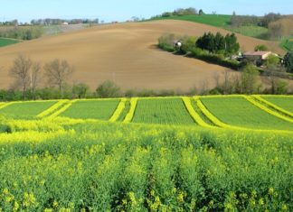 Adieu les néonicotinoïdes, vive les abeilles colza pesticides