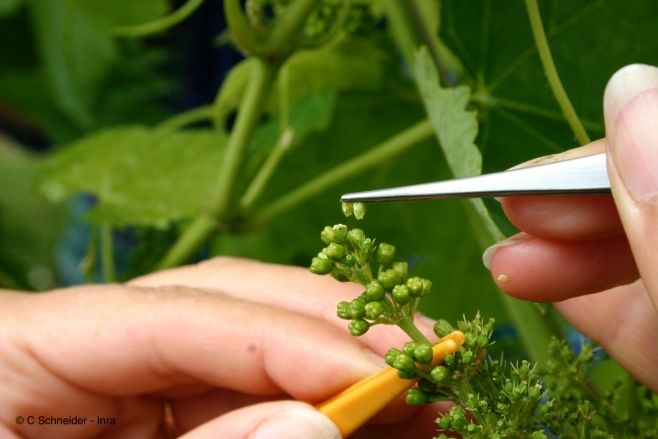 vignes sans pesticides