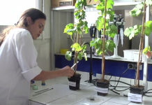 Vignes résistantes cultivées sans pesticides vignes sans pesticides