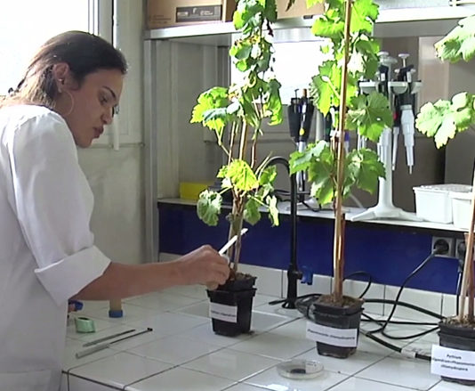 vignes sans pesticides