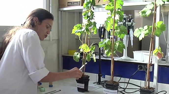 Vignes résistantes cultivées sans pesticides vignes sans pesticides
