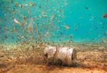Des microplastiques dans les poissons et les fruits de mer