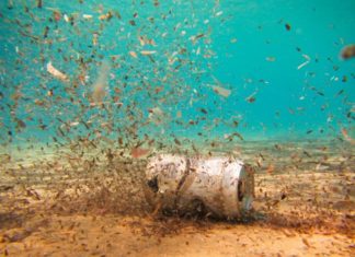 Des microplastiques dans les poissons et les fruits de mer