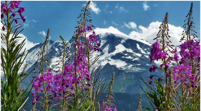 Les plantes de montagne comestibles plantes comestibles