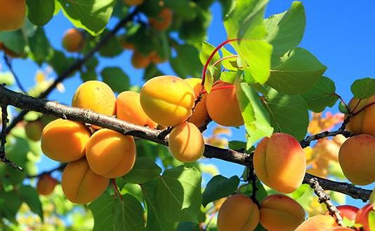 Abricots : faut-il choisir des bio ? abricots bio