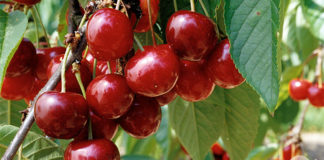 cerises fruits