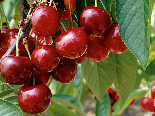 La cerise face au changement climatique cerises fruits