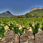 vin bio Occitanie