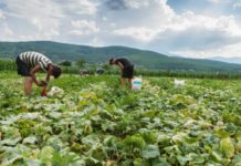 L’agriculture bio, efficace sans les pesticides bio sans pesticides