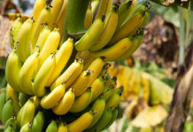 banane et pesticide