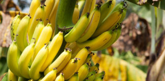 banane et pesticide