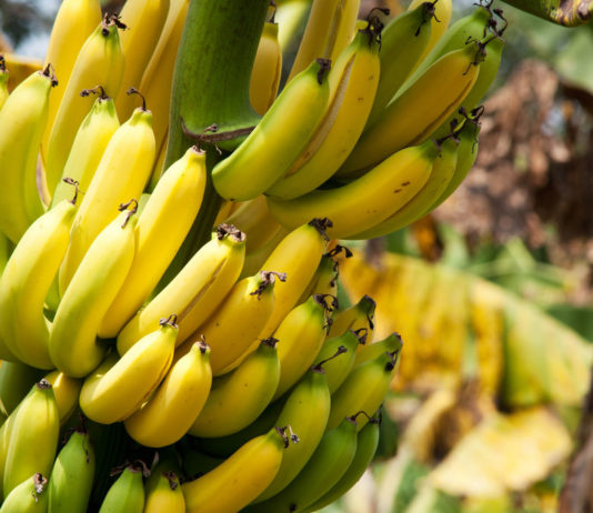 La banane sans chlordécone banane et pesticide