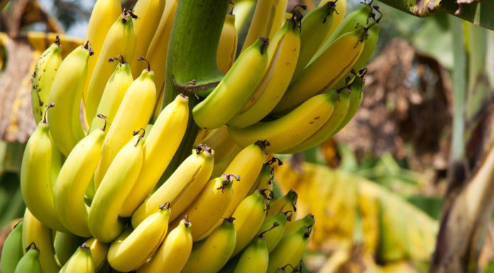 La banane sans chlordécone banane et pesticide