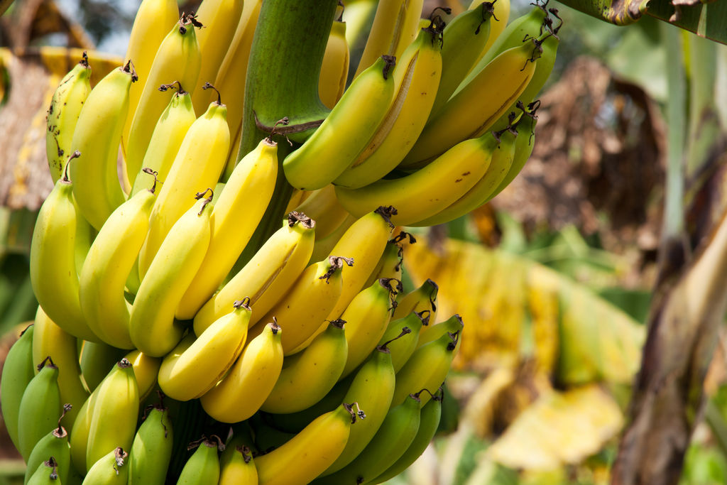 banane bio et prostate