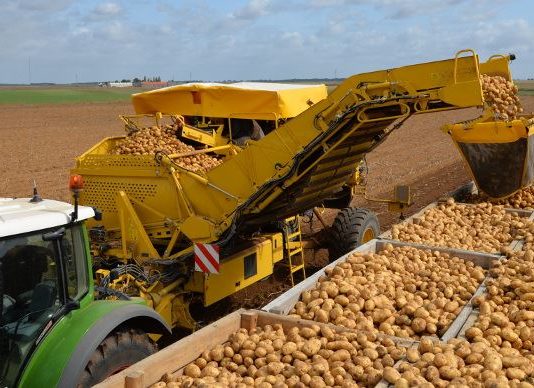 Pénurie de pomme de terre, envolée des prix récoltes pomme de terre