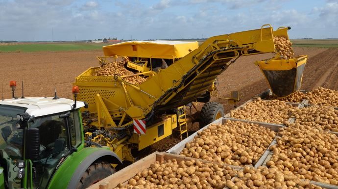récoltes pomme de terre