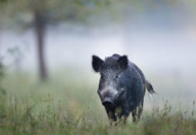Hépatite E, la viande de porc et le gibier suspectés hepatite E