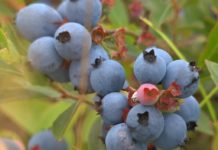 polyphenols et bleuets