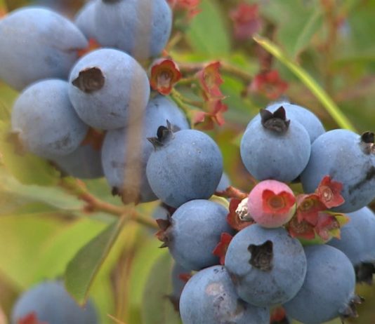 Des polyphénols contre le vieillissement polyphenols et bleuets
