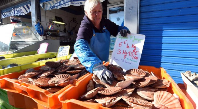 Les coquilles Saint-Jacques abondent Saint-Jacques