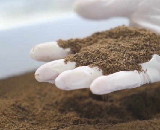 Insectes, l’aliment des poissons d’élevage insectes farines protéines