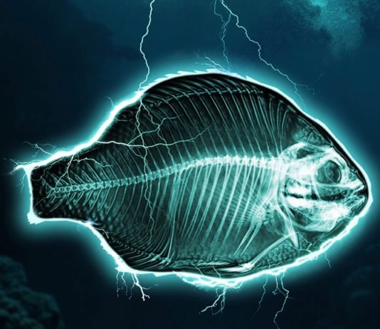 La pêche électrique et la tristesse des chefs pêche industrielle électrique