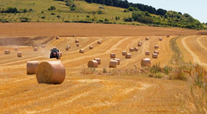 Sècheresse, les agriculteurs et la nature souffrent secheresse climat