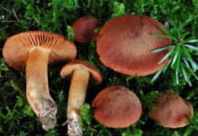 champignons dangereux
