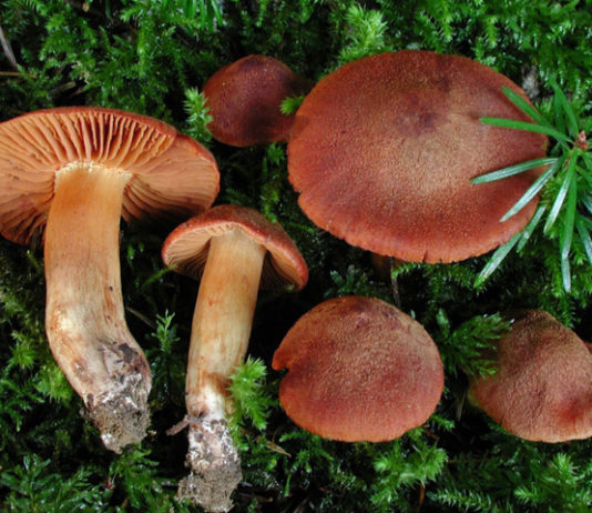 champignons dangereux