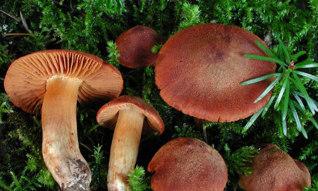 Champignons, les dangers de la cueillette champignons dangereux