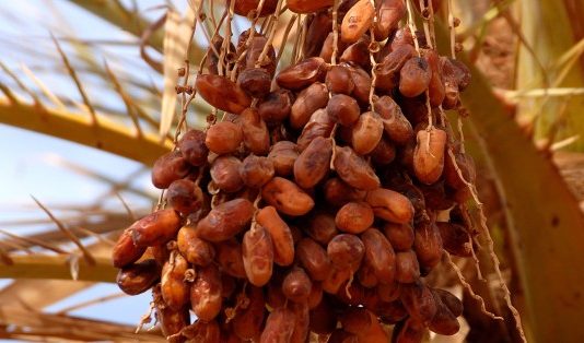 Les dattes, fruit du paradis dattes nutriments