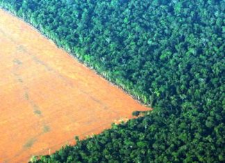 L’empreinte forêt et la consommation des Français déforestation Brésil