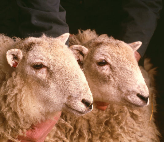 biotechnologies clonage