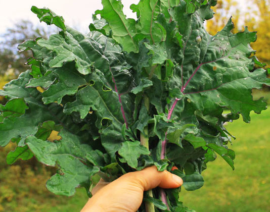 chou frise ou chou kale