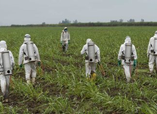 Le dicamba, plus fort que le glyphosate herbicide dicamba