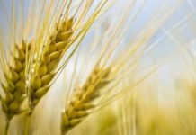 variétés de blé