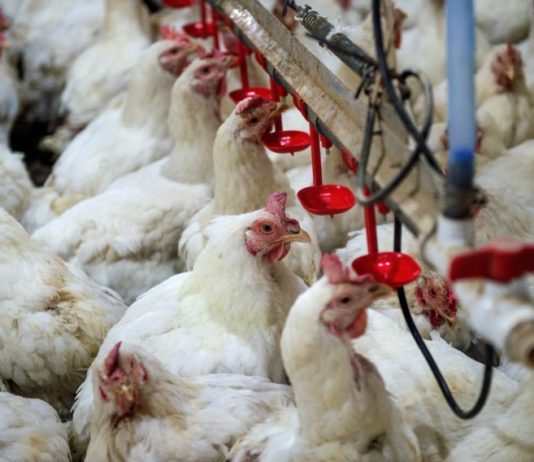 elevages volailles