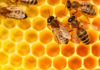 miel et neurotoxiques